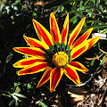 Spring Flower