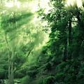Early morning forest glow