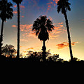 Evening Palm Trees