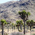 Joshua Tree Field