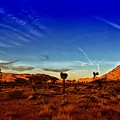 Joshua Tree landscape