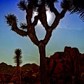 Joshua Tree Sun