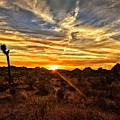 Joshua Tree Sunset