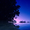 Trees in Water